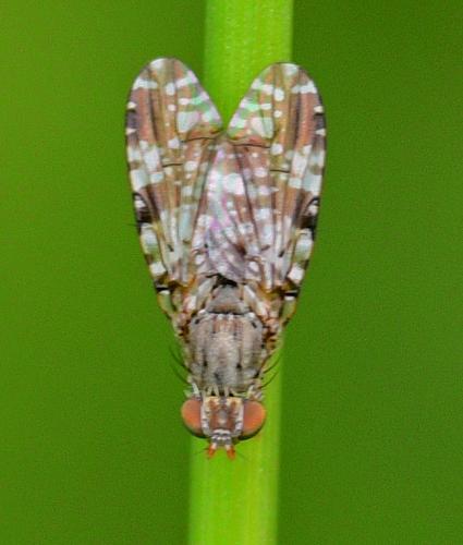 Tephritis vespertina